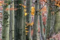 tree line trunks of old beech trees standing in the forest with autumn colored orange leaves and branches in the Czech Republic Royalty Free Stock Photo