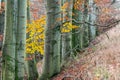 tree line trunks of old beech trees standing in the forest with autumn colored orange leaves and branches in the Czech Republic Royalty Free Stock Photo