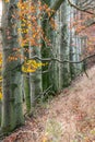 tree line trunks of old beech trees standing in the forest with autumn colored orange leaves and branches in the Czech Republic Royalty Free Stock Photo