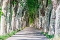 Tree line and typical road in Provence between Mane and Manosque Royalty Free Stock Photo