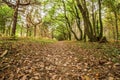 Tree line woodland path in autumn Royalty Free Stock Photo