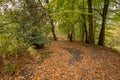 Tree line woodland path in autumn Royalty Free Stock Photo