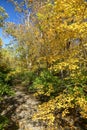 Tree-lined Autumn Creek Bed in Indiana Royalty Free Stock Photo