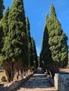 tree lined avenue Royalty Free Stock Photo
