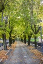 Tree-lined avenue in autumn Royalty Free Stock Photo