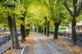Tree-lined avenue in autumn Royalty Free Stock Photo
