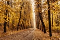 Tree-lined avenue in the autumn on a foggy November afternoon