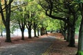 Tree Lined Avenue in Autumn Royalty Free Stock Photo