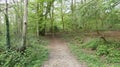 Tree lined Avenue at Havering Country Park 5 Royalty Free Stock Photo