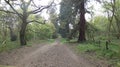 Tree lined Avenue at Havering Country Park 2 Royalty Free Stock Photo