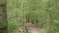 Tree lined Avenue at Havering Country Park 7 Royalty Free Stock Photo