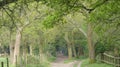Tree lined Avenue at Havering Country Park 3 Royalty Free Stock Photo