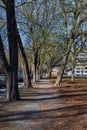 Tree-lined avenue near Sofienberg Park, Oslo Royalty Free Stock Photo