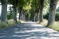 Tree lined avenue in Provence, France Royalty Free Stock Photo