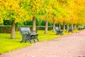Tree lined avenue in the Regent`s Park of London Royalty Free Stock Photo