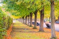 Tree lined avenue in the Regent`s Park of London Royalty Free Stock Photo