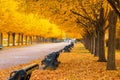 Tree lined avenue in the Regent`s Park of London Royalty Free Stock Photo