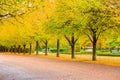 Tree lined avenue in the Regent`s Park of London Royalty Free Stock Photo