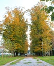 Tree lined avenue at sunset in autumn Royalty Free Stock Photo