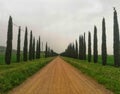 Tree-lined avenue in Tuscany Royalty Free Stock Photo
