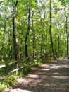 Tree-lined avenue in the shade