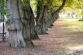 Tree lined,city park. Royalty Free Stock Photo