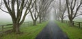 Tree Lined Country Lane Royalty Free Stock Photo