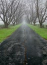 Tree Lined Country Lane Royalty Free Stock Photo