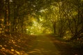 Tree-lined Country Lane Royalty Free Stock Photo