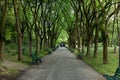 Tree lined country lane - France Royalty Free Stock Photo