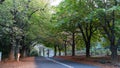 Tree lined country road during autumn fall