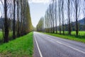 A tree lined country road near Marysville, Australia. Royalty Free Stock Photo