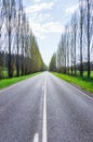 A tree lined country road near Marysville, Australia. Royalty Free Stock Photo