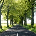 Tree lined countryside road Royalty Free Stock Photo