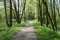 Tree lined dirt path in the park