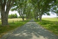Tree-lined driveway Royalty Free Stock Photo