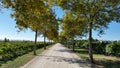 Tree lined driveway of Australian vineyard winery Royalty Free Stock Photo