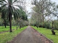 Tree lined driveway with palms and flowering trees Royalty Free Stock Photo