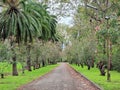 Tree lined driveway with palms and flowering trees Royalty Free Stock Photo