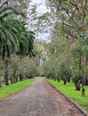 Tree lined driveway with palms and flowering trees Royalty Free Stock Photo