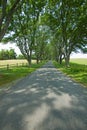 Tree-lined driveway to Ash Lawn-Highland, Home of President James Monroe, Albemarle County, Virginia Royalty Free Stock Photo