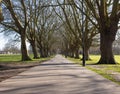 Tree lined footpath between Midsummer common and Jesus Green Cam