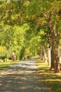 Tree lined gravel road Royalty Free Stock Photo