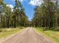 Tree lined gravel road with blue sky Royalty Free Stock Photo