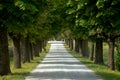 Tree-lined gravel road in Ital Royalty Free Stock Photo