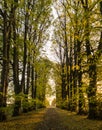 Tree-lined gravel road on a sunny autumn day Royalty Free Stock Photo