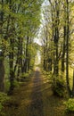 Tree-lined gravel road on a sunny autumn day Royalty Free Stock Photo