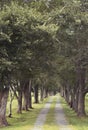 Tree lined gravel road in Virginia Royalty Free Stock Photo