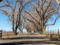 Tree-lined lane