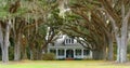 Tree lined lane to southern home in background Royalty Free Stock Photo